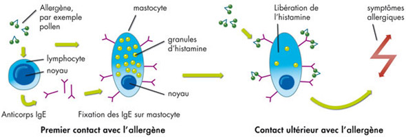 Contact avec l'allergène